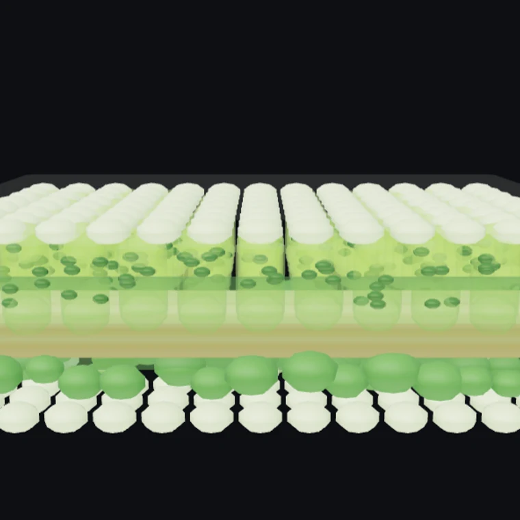 Leaf Section — Photosynthesis, cut open